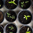 Les herbes à cultiver dans son carré potager