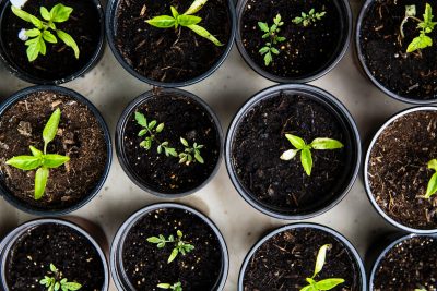 Les herbes à cultiver dans son carré potager