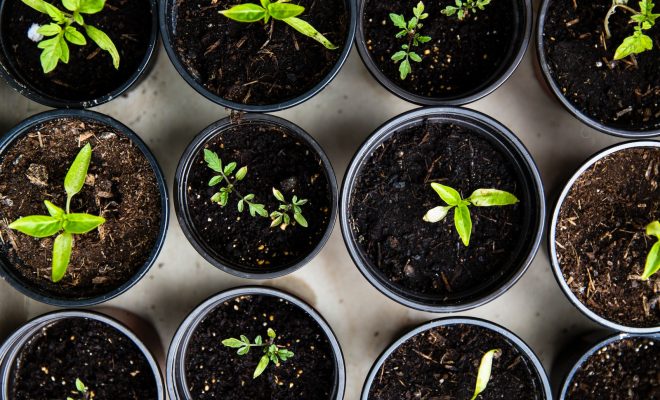 Les herbes à cultiver dans son carré potager