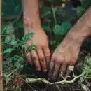 person holding green plant stem