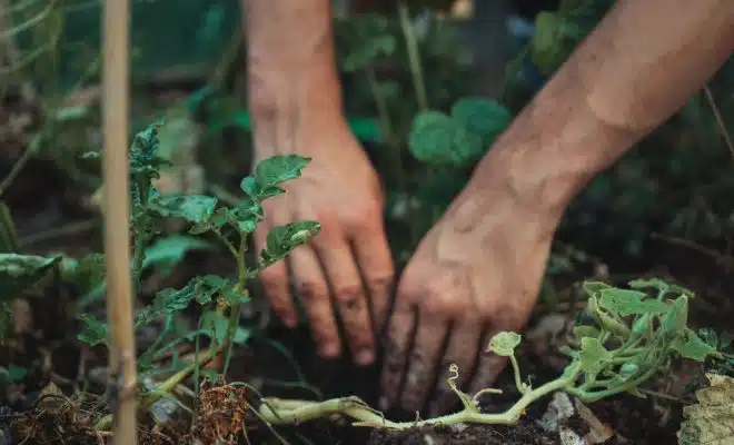 person holding green plant stem