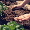 planter une clématite