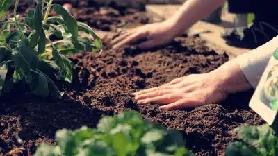 planter une clématite