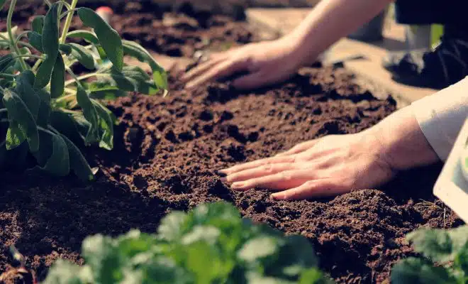 planter une clématite