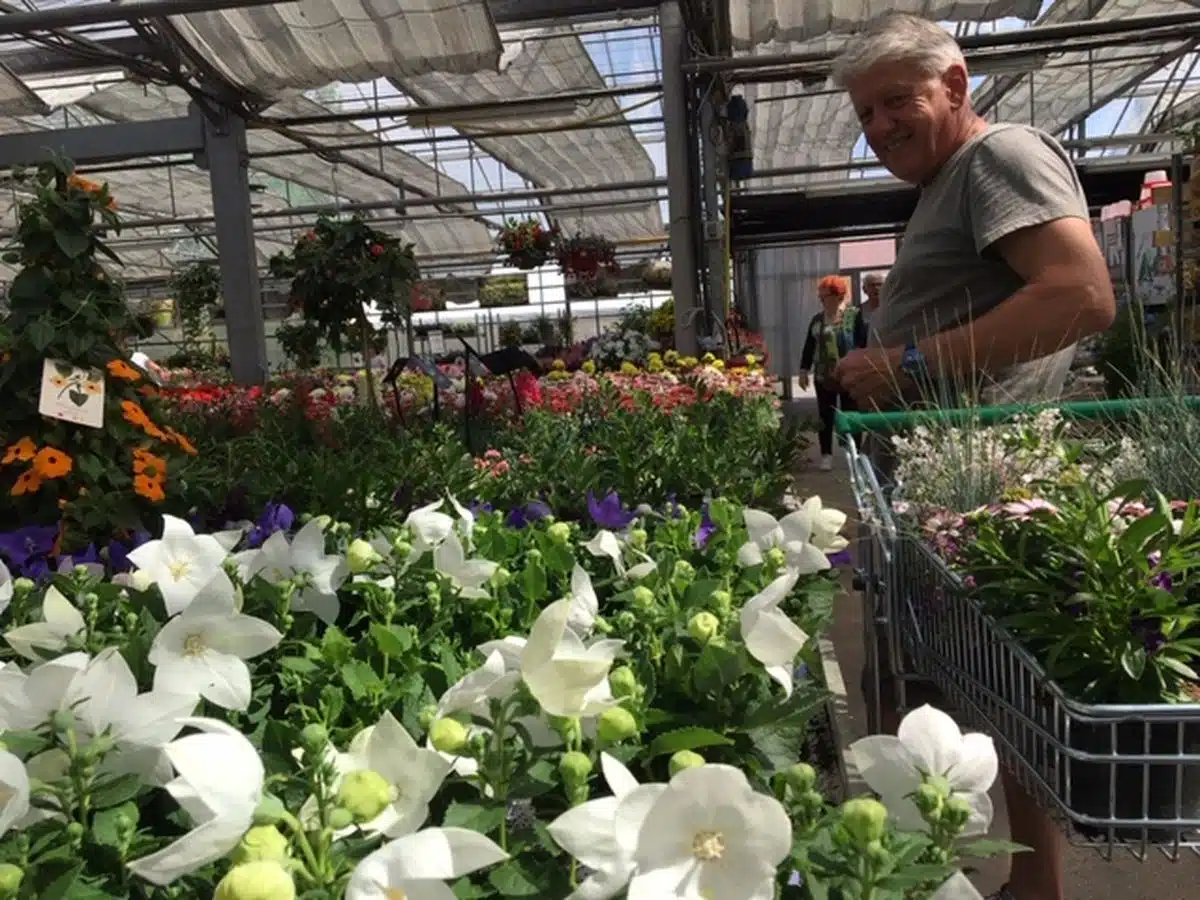 fleurs en période de sécheresse