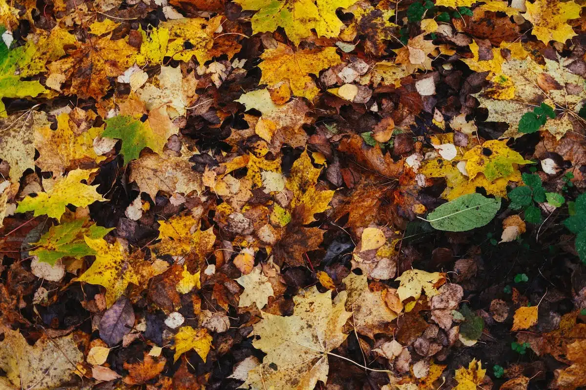 pelouse automne