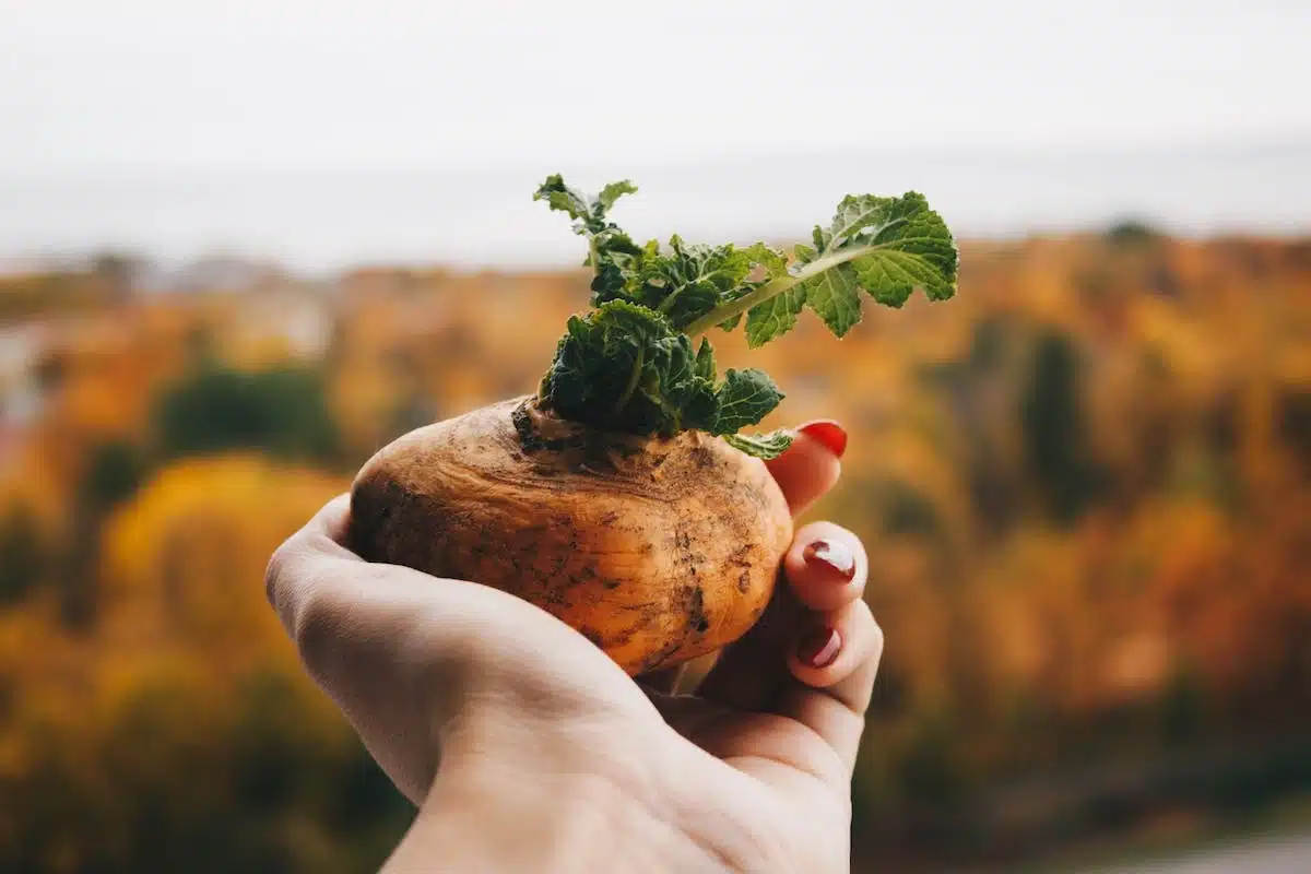 potager légumes