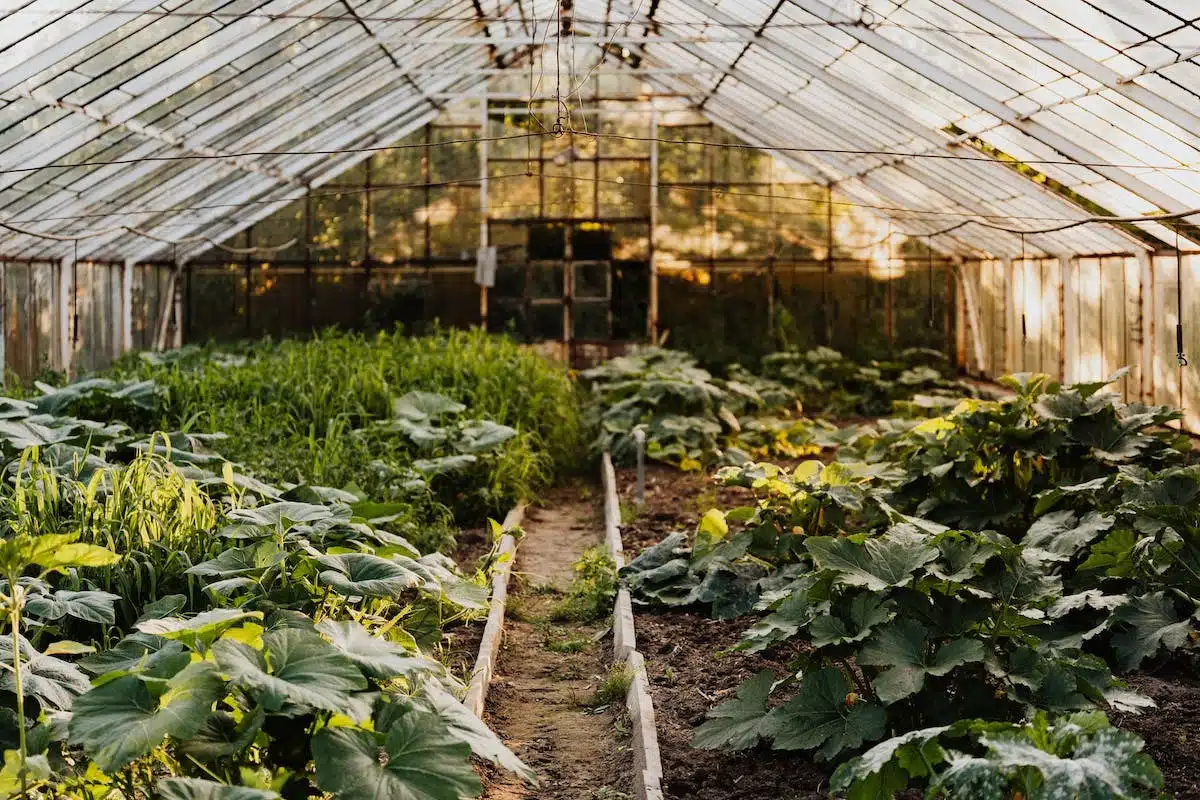 serre légumes