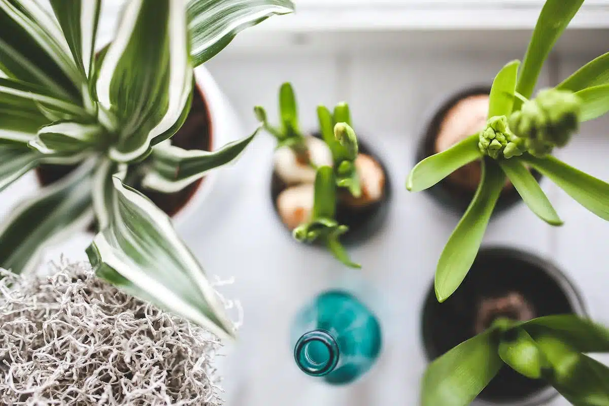 plantes  remèdes