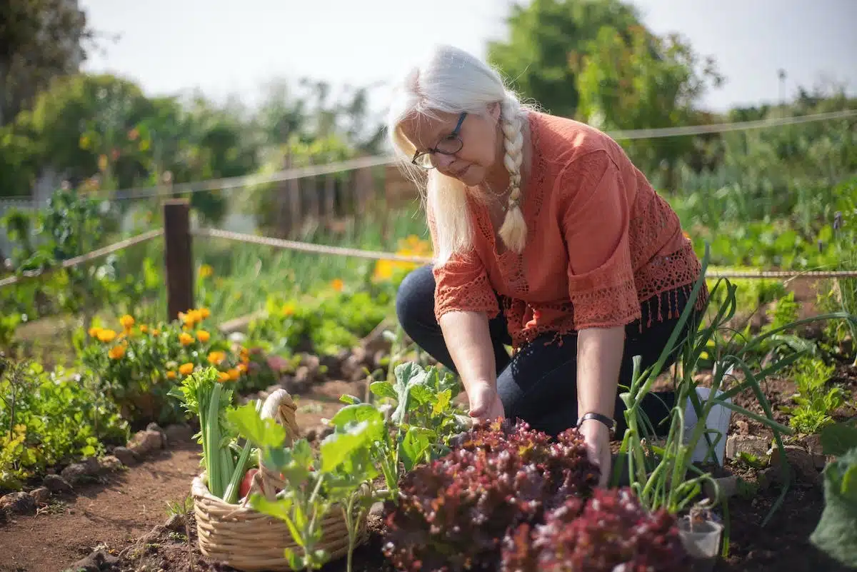 potager légumes