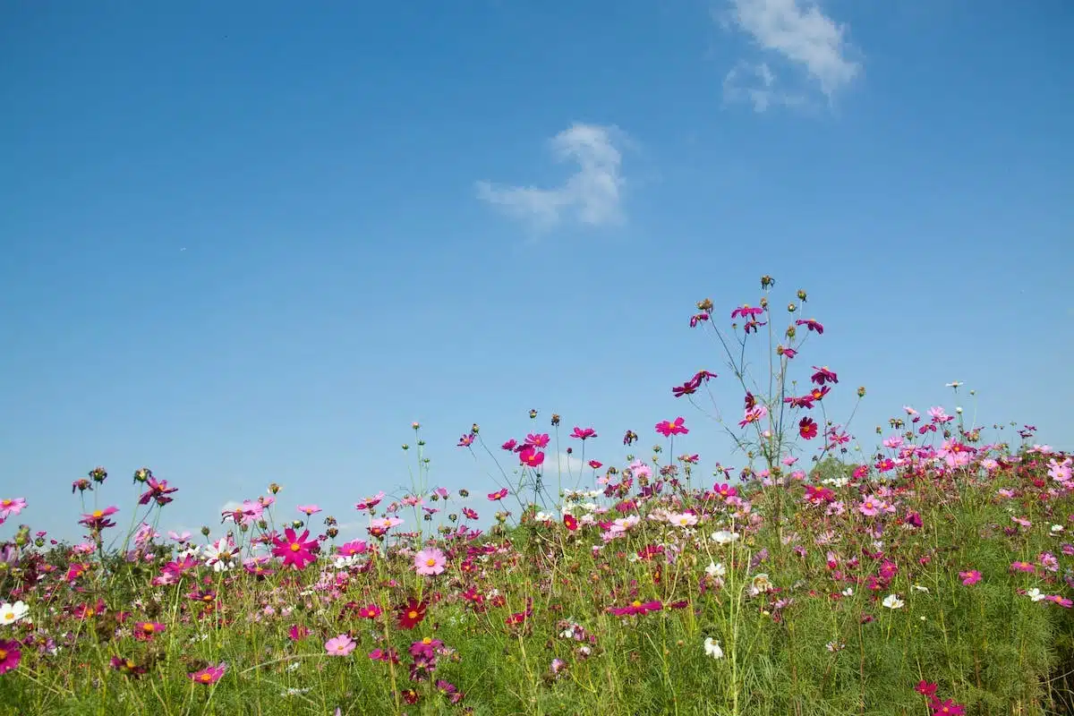 fleurs sauvages