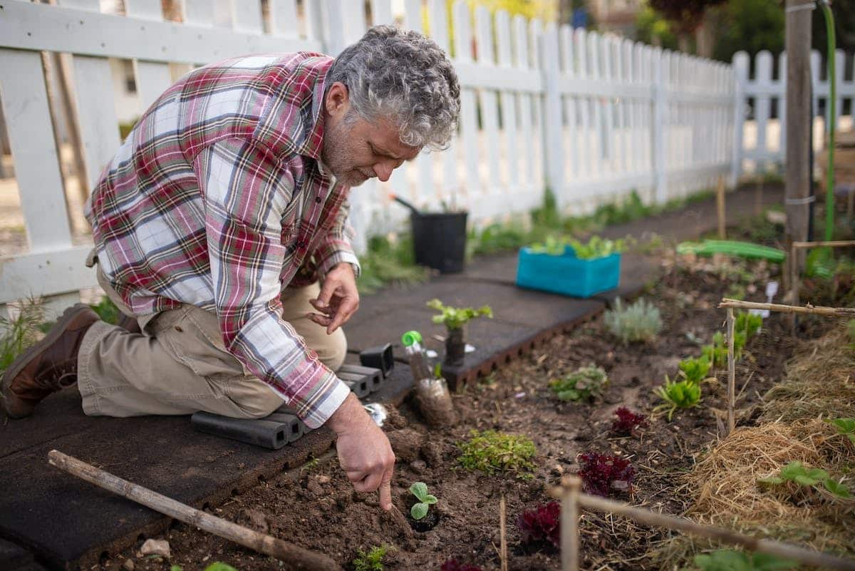 potager  sol