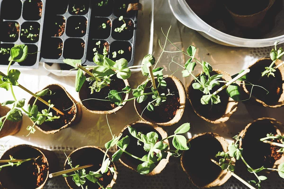 compostage  potager
