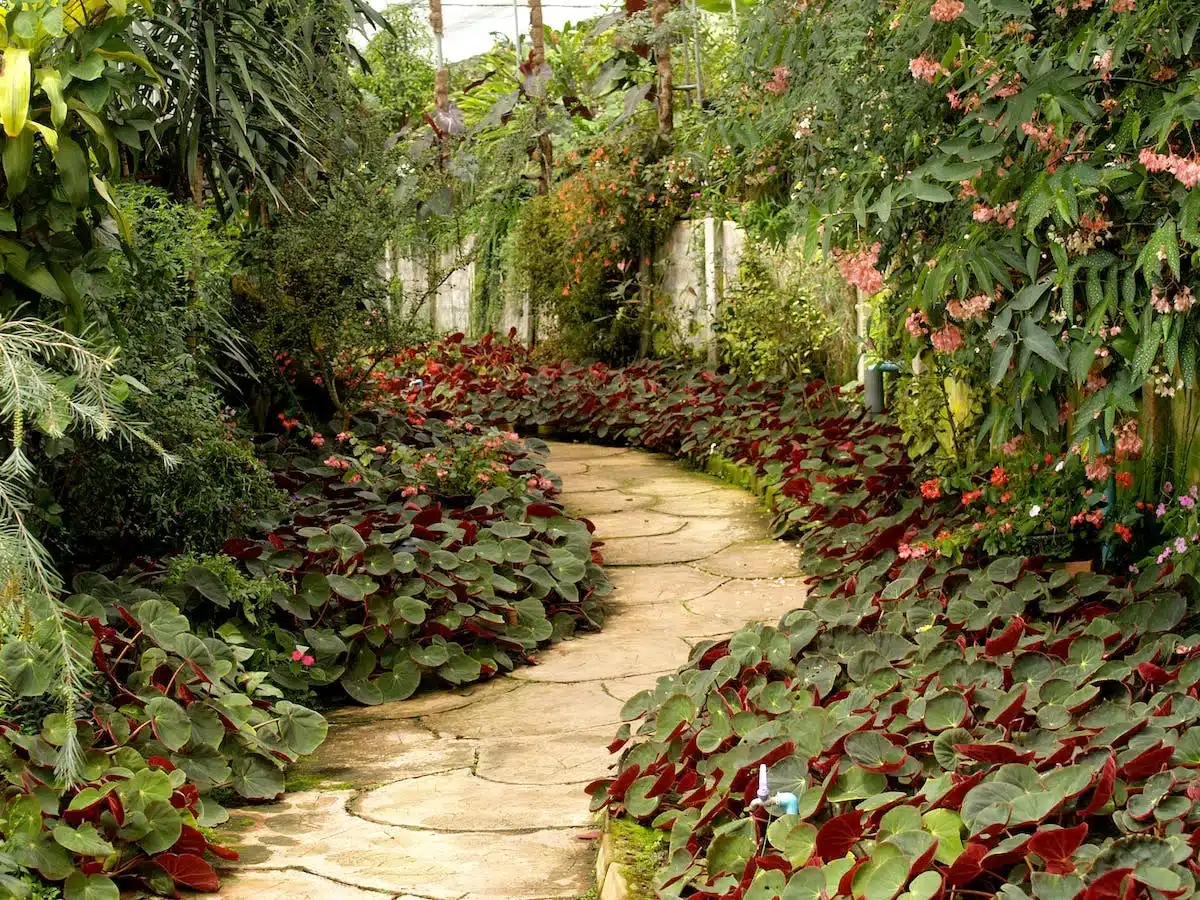 plantes  jardin