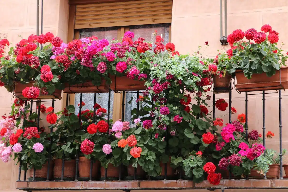 fleurs balcon