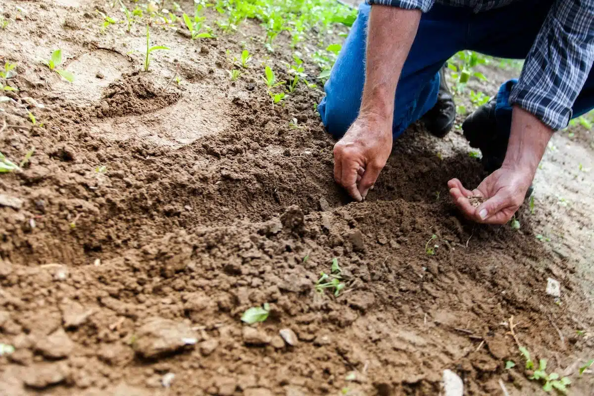 potager  fertilité