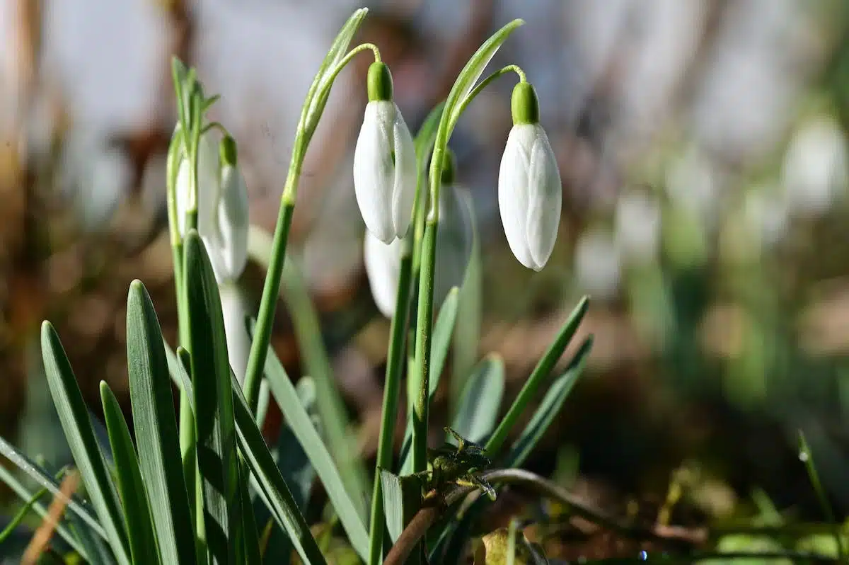 fleurs printemps