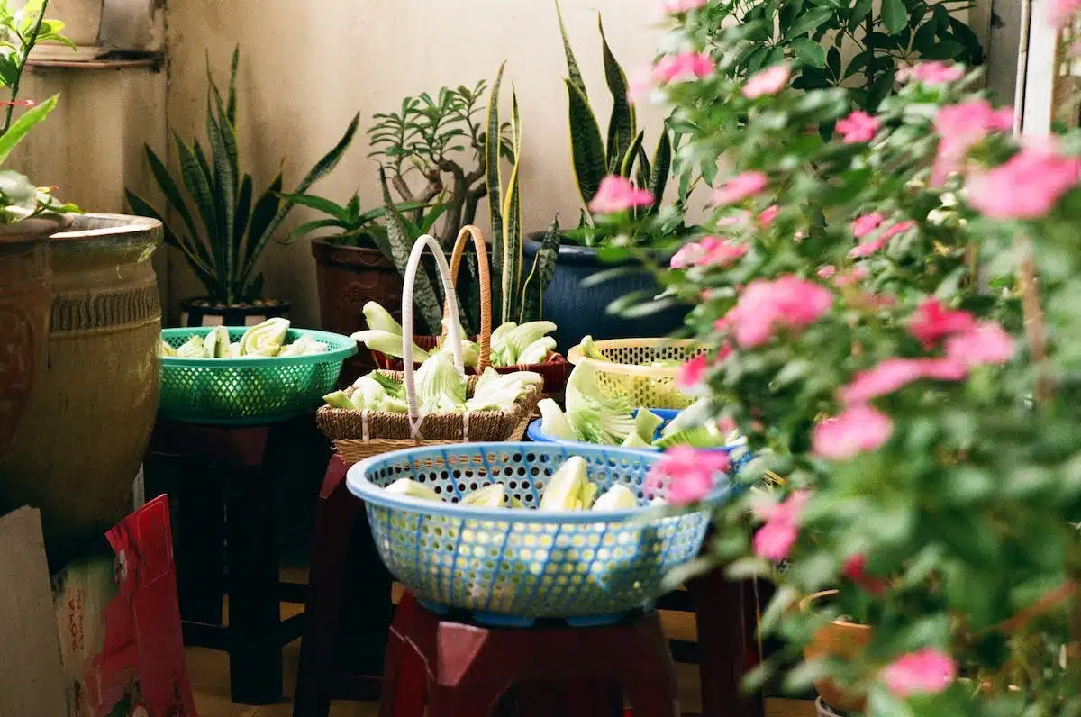 potager  balcon