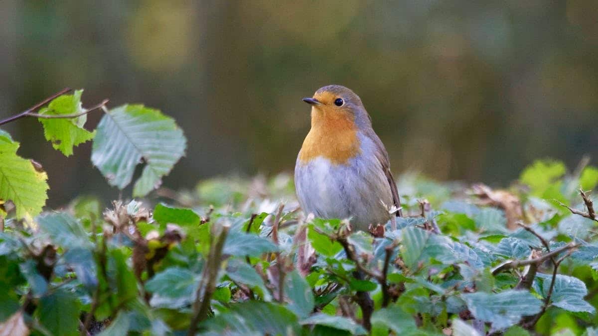 oiseaux jardin