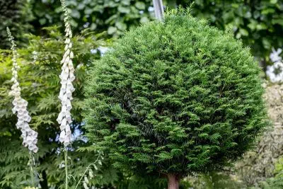 À quoi sert le taxus Baccata