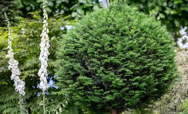 À quoi sert le taxus Baccata