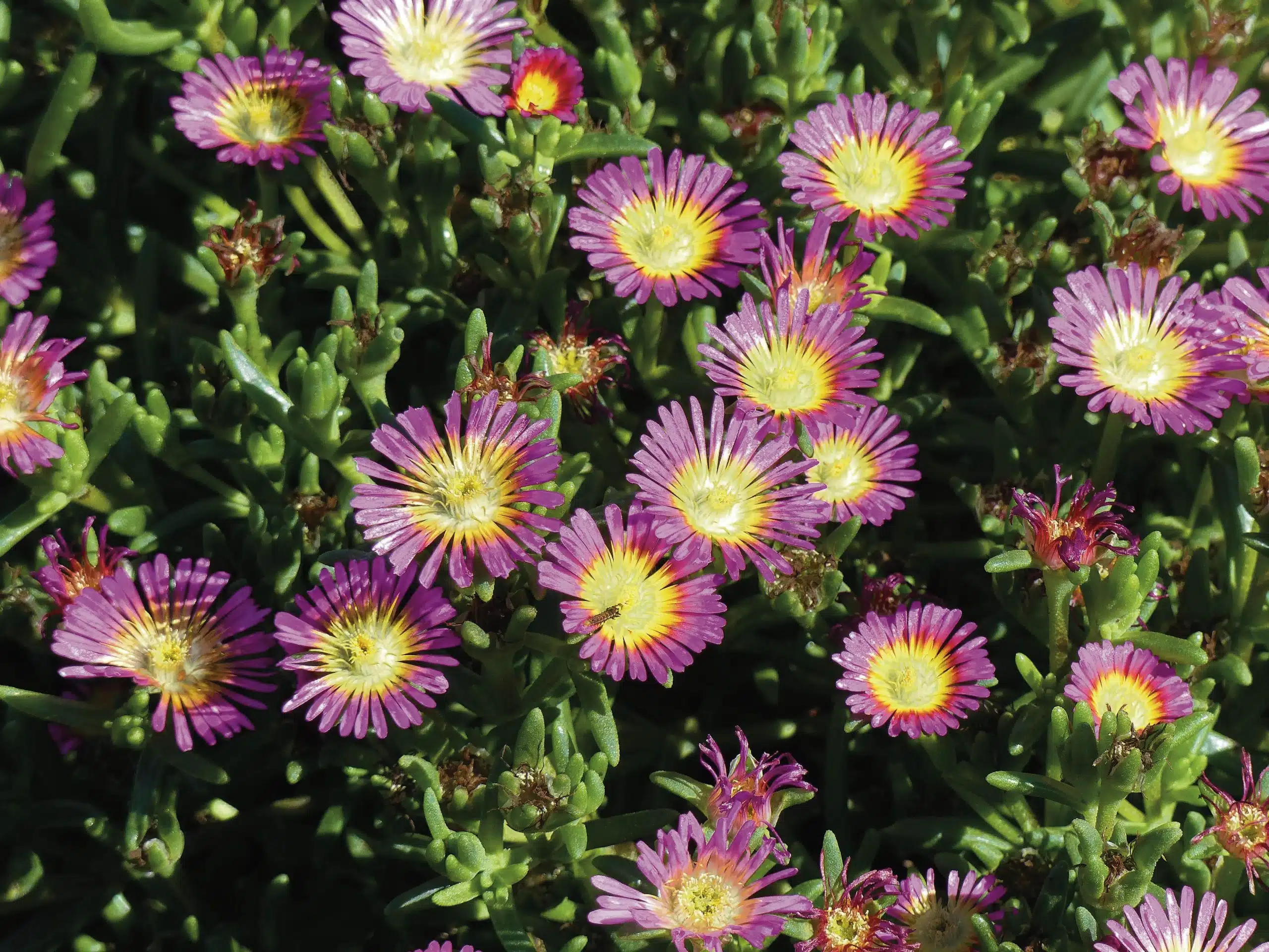 Comment obtenir une fleur vivace aux longues floraisons Découvrez les astuces