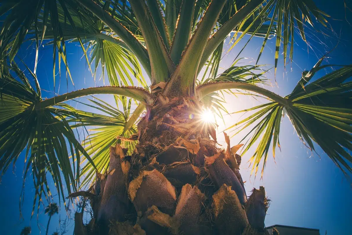 Comment sauver un palmier en train de mourir nos conseils pratiques