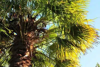 Comment sauver un palmier en train de mourir nos conseils pratiques