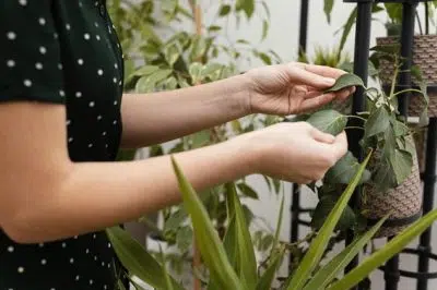 Une dame qui jardine