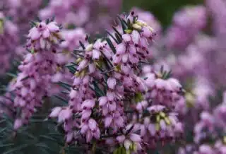 La beauté et la résilience de la bruyère gracilis tout ce que vous devez savoir