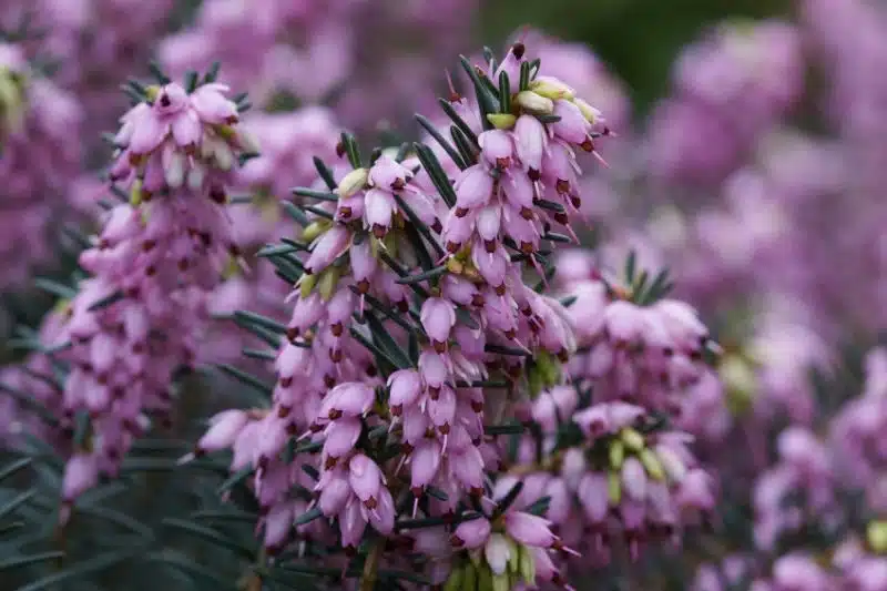 La beauté et la résilience de la bruyère gracilis tout ce que vous devez savoir
