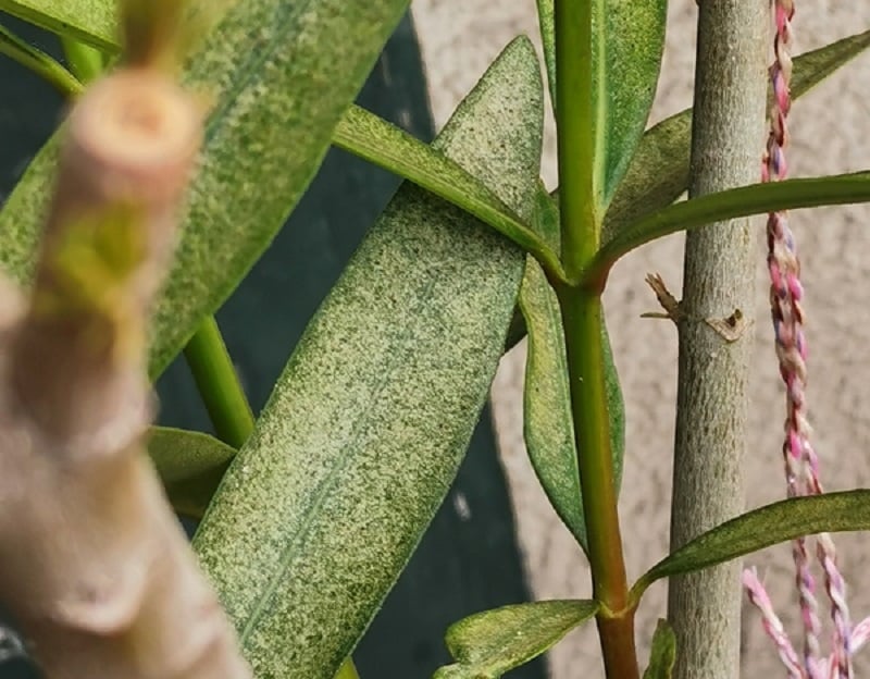 Maladies du laurier rose les reconnaître et les traiter Jardinage Bio