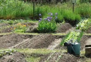 Potager de semences bio