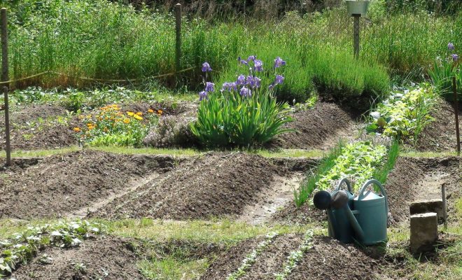 Potager de semences bio