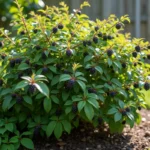 Arbuste Colina Josta chargé de baies noires dans un jardin de particulier