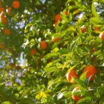 Arbres fruitiers