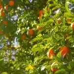 Arbres fruitiers