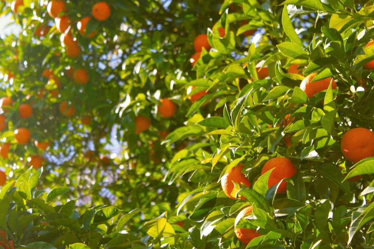 Arbres fruitiers