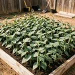 Carré potager bien organisé avec des haricots verts plantés en grille dense, vue plongeante sur les rangs réguliers et les gousses pendantes