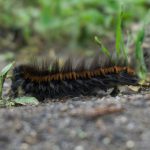 Chenilles processionnaires dans la Drôme : comment protéger son jardin sans produits chimiques ?