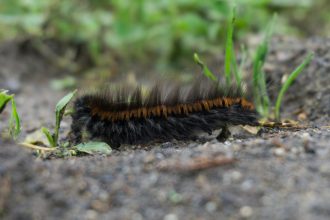 Chenilles processionnaires dans la Drôme : comment protéger son jardin sans produits chimiques ?