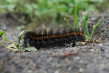 Chenilles processionnaires dans la Drôme : comment protéger son jardin sans produits chimiques ?