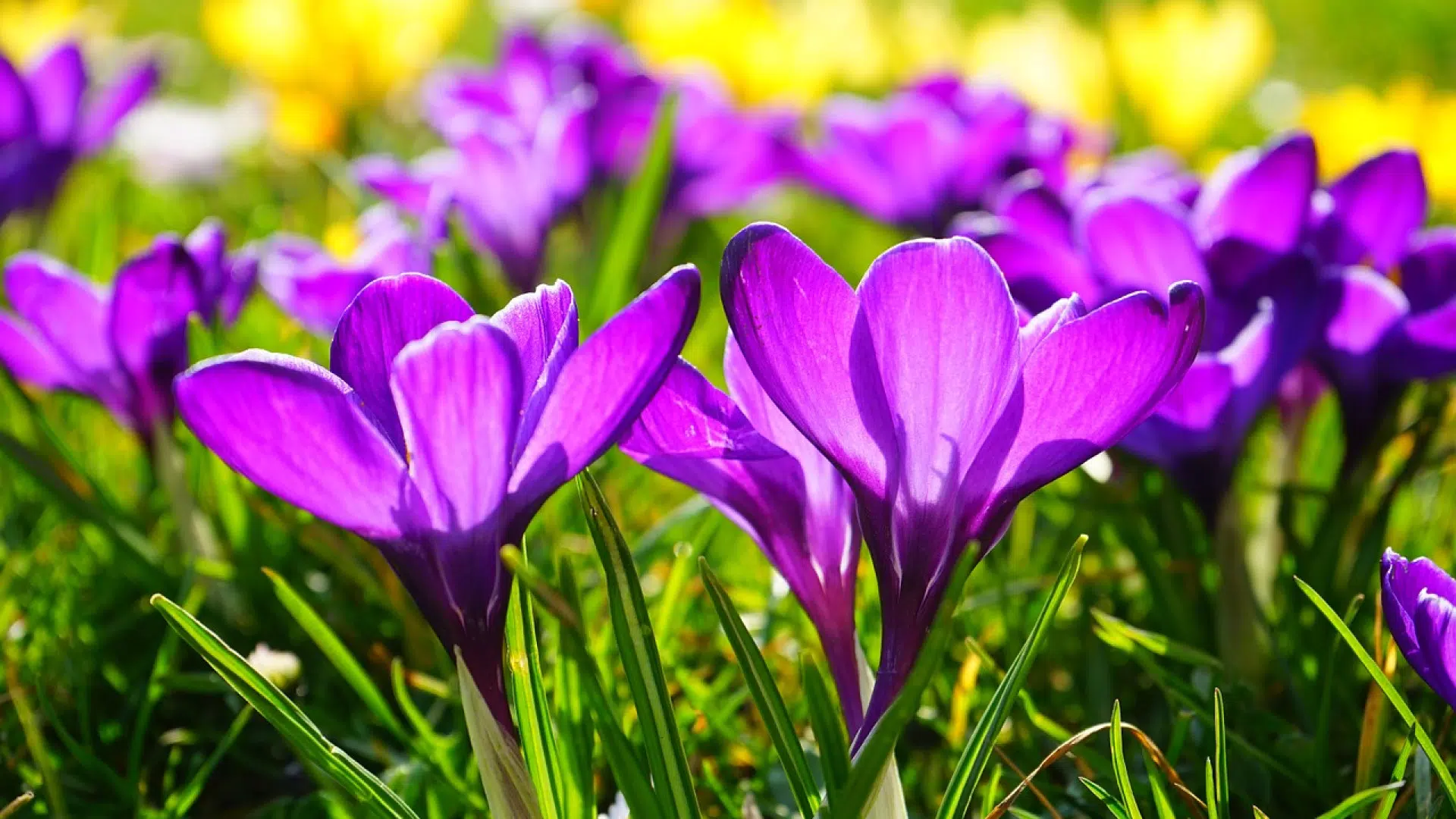 Choisissez des crocus pour vos massifs de fleurs !