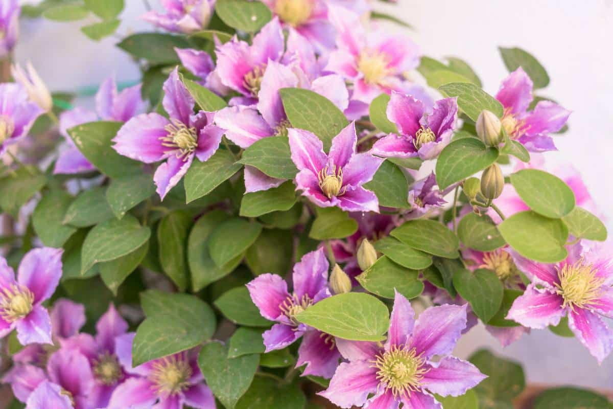 planter une clématite