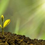 Comment choisir une chambre de culture indoor ?