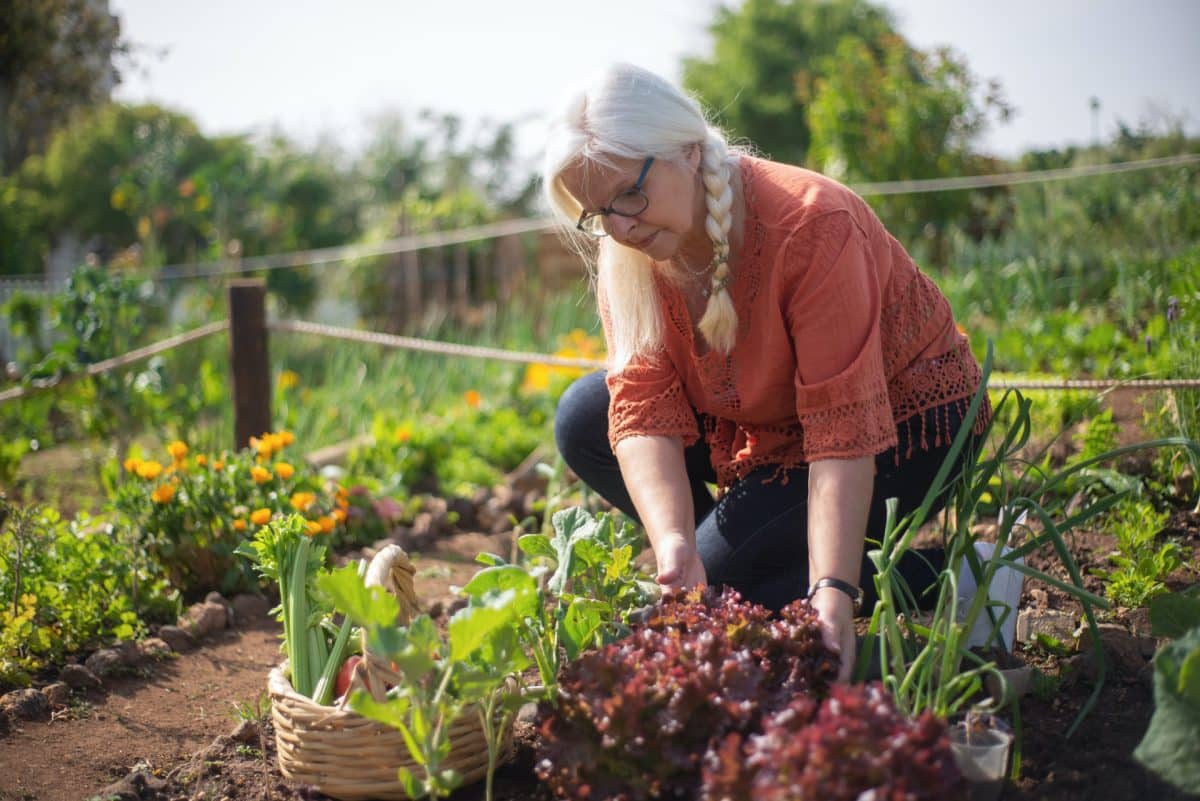 planter et entretenir un potager