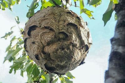 nids de frelons