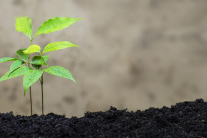 Faire appel à un jardinier bio à domicile : ce que ça coûte vraiment (et comment alléger la facture)