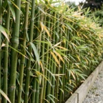 Haie de bambou dense utilisée comme clôture de jardin avec des chaumes verts serrés le long d'une limite en bois