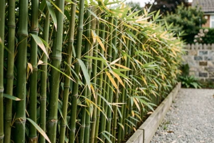 Haie de bambou dense utilisée comme clôture de jardin avec des chaumes verts serrés le long d'une limite en bois
